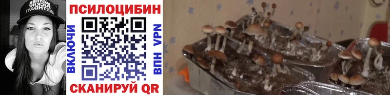 Галлюциногенные грибы Psilocybe  сколько стоит  Ивангород 